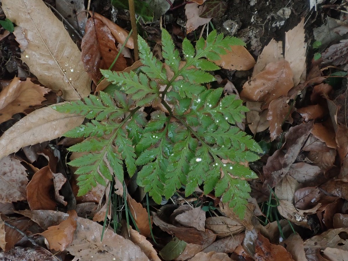 DipFun64's tweet photo. #オオハナワラビ さんかな.
#Botrychium japonicum (Prantl) Underw.
Botrychium → (ギ) botrychos ブドウの巻きひげ＋縮小辞 -ion (-ium)
好き!
14 January 2023, Japan
TG-5で撮影. https://t.co/s8WGefYlW8
