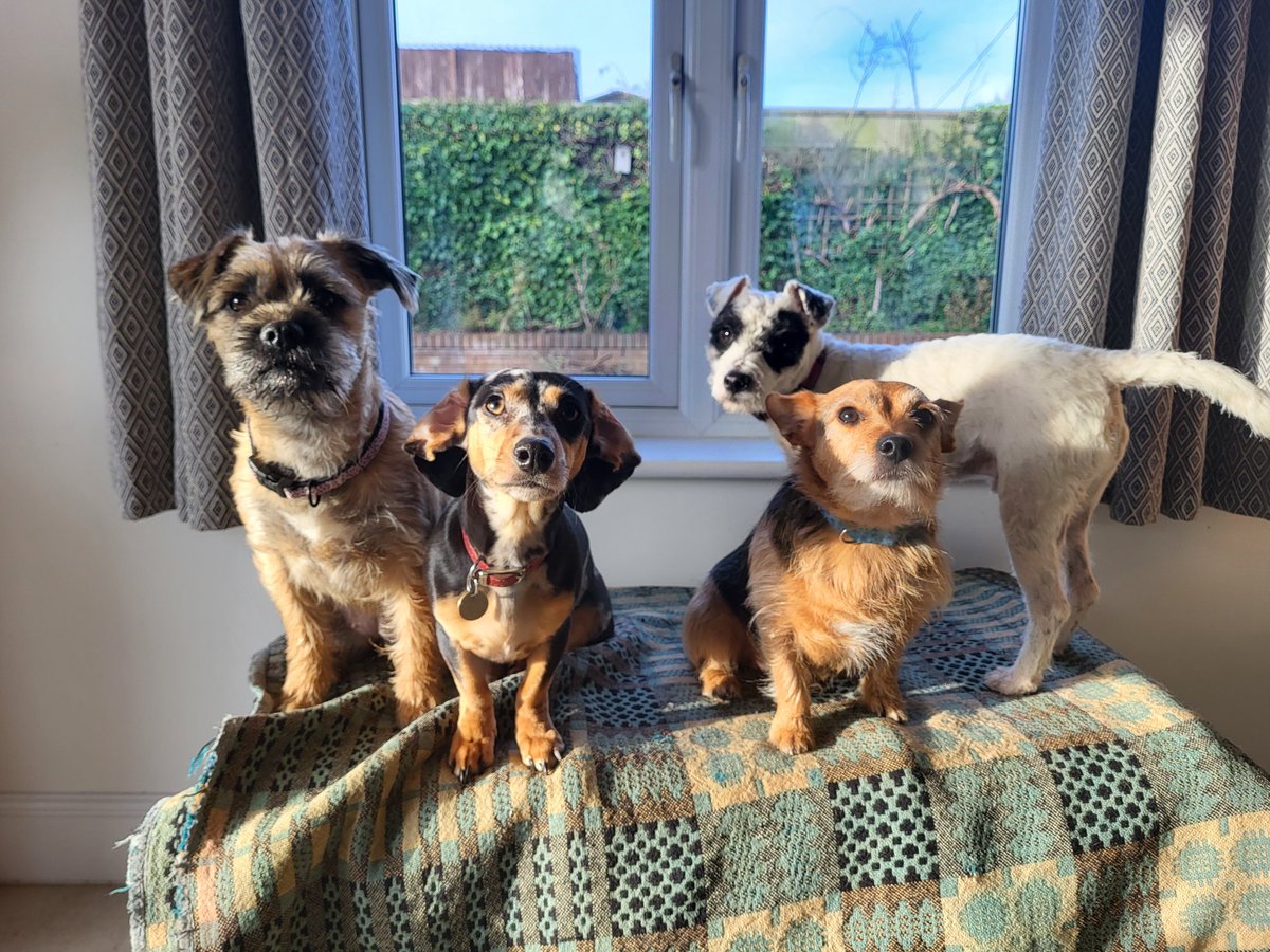 Timboharper's tweet photo. Doris, Dot, Oscar and Ralph. 

#terriers #dogsoftwitter https://t.co/kRMZNl9lbl