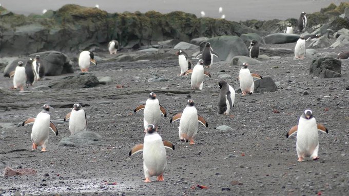 Noticias #SemanaCSIC
-El buque Hespérides comienza los proyectos científicos del CSIC en la #XXVIICampañaAntártica en la Isla Livingston.
Proyecto #Perpantar