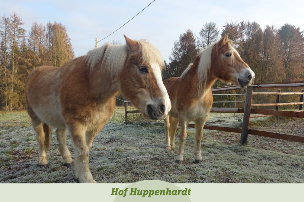 huppenhardt's tweet photo. Also wenn man so lange zusammenlebt, wie Dulla und ich, dann kennt man sich wirklich in- und auswendig - vor allem die Marotten des anderen 🤭 Eure Meggy 

 #etn #picoftheday #tierschutz #horse #pferdeliebe #marotten #freundschaft #bestefreunde #besserehälfte #haflinger https://t.co/W15C69Vuxx