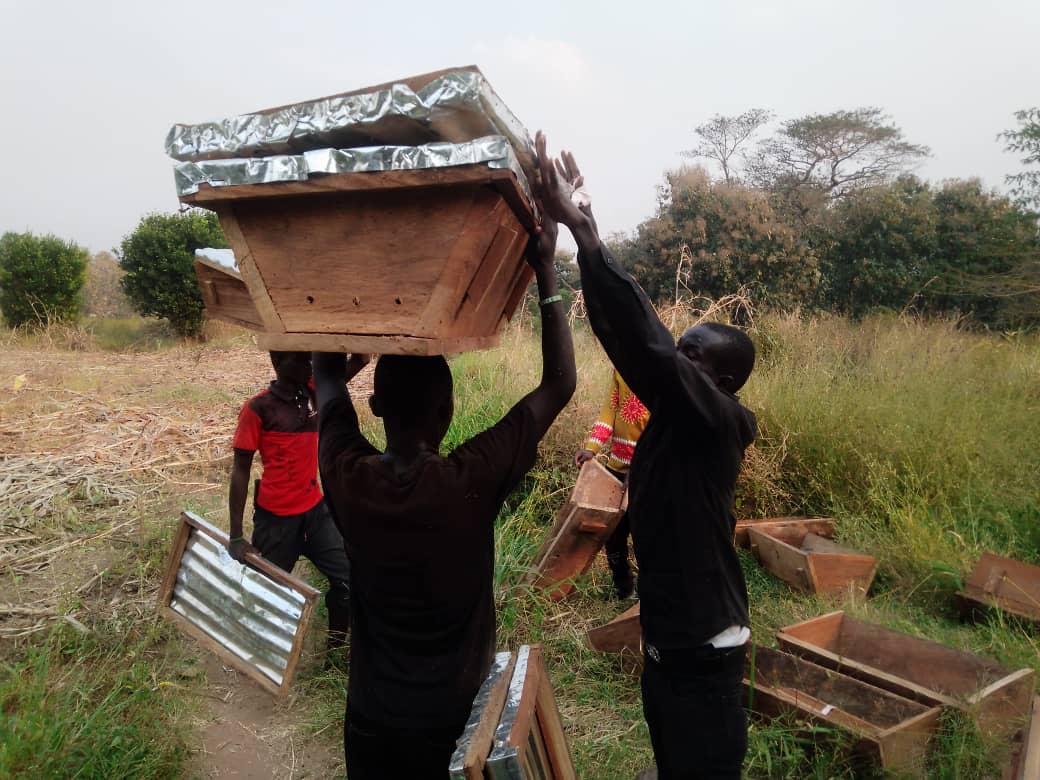 SetlinkFinance's tweet image. We have installed our 100 beehives today as beginning of the project of MUGWO HONEY.

The installed Beehive&apos;s is a Demonstration Farm for training farmers on how to do beekeeping.