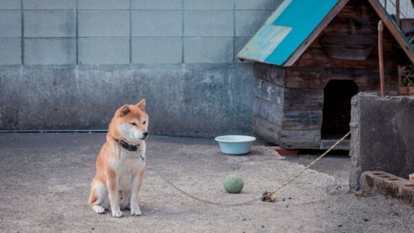 laleggepertutti's tweet image. Come deve essere per legge un #Recinto per #Cani? - laleggepertutti.it/596690_come-de… -