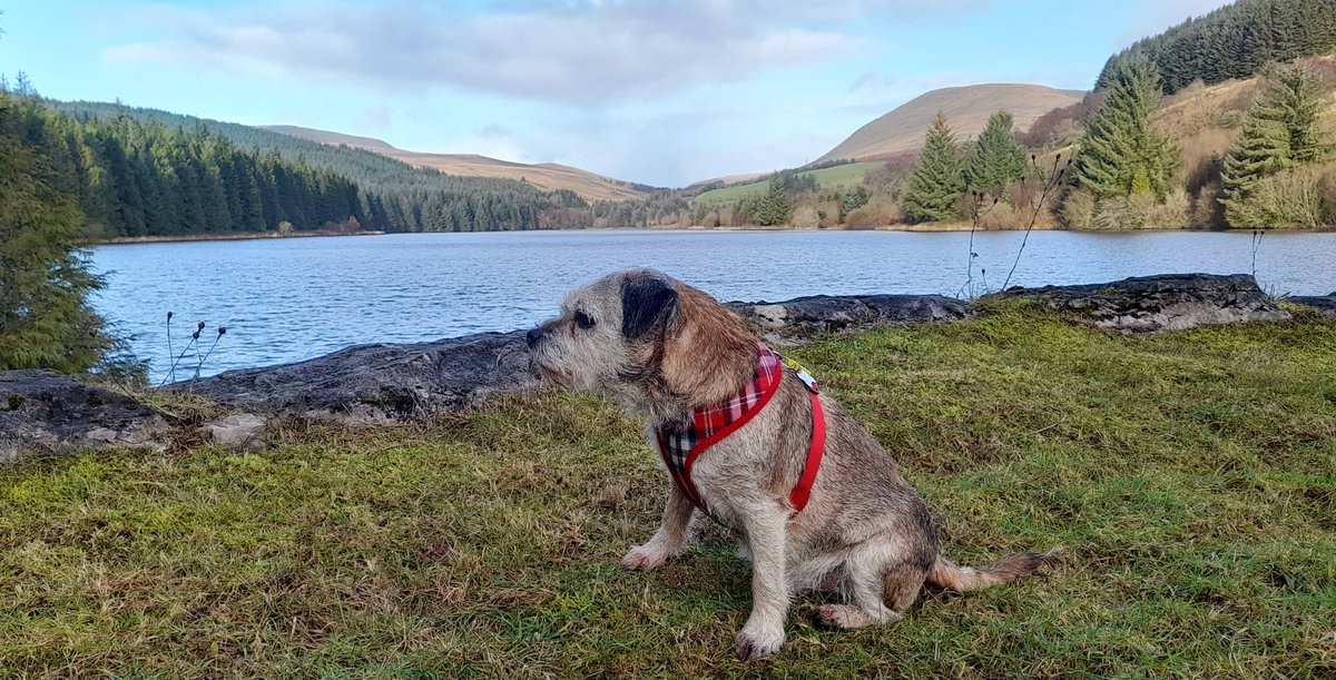 GANDJOEY's tweet image. After the wind and rain of the first half of January, it's nice to see some sunshine. Loop of Cantref and Beacons Reservoirs, a dusting of sleet on the north facing slopes heading towards Penyfan.
#BeautifulOut