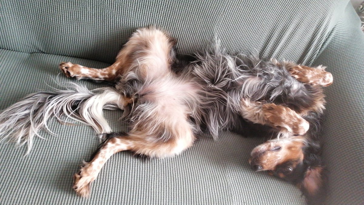 yasmii_7's tweet photo. #Setteringles #huntress #love #dog #amorperruno #tricolorsetter #photography
El perro nos muestra su barriga como una señal de confianza, este gesto nos indica que el animal sabe quién es el alfa y que confía completamente en nosotros, sabiendo que no le haremos ningún daño. https://t.co/7klTFV6k7T