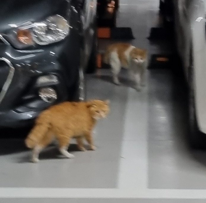 왜그러냐고진짜... 고양이 이런곳에 꼬시지 말라고...