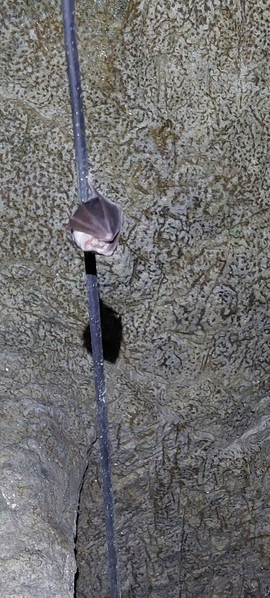 Usually horsehoe bats find tiny crevices to cling onto: amazing work in the dark! But why bother when you can line up along a handy electrical cable? 🦇🦇🦇 <a href="/_BCT_/">Bat Conservation Trust</a> <a href="/albertabats/">Alberta Bats</a> <a href="/HenlakeBats/">Lizzie Platt</a> <a href="/DevonLNP/">Devon Local Nature Partnership</a>