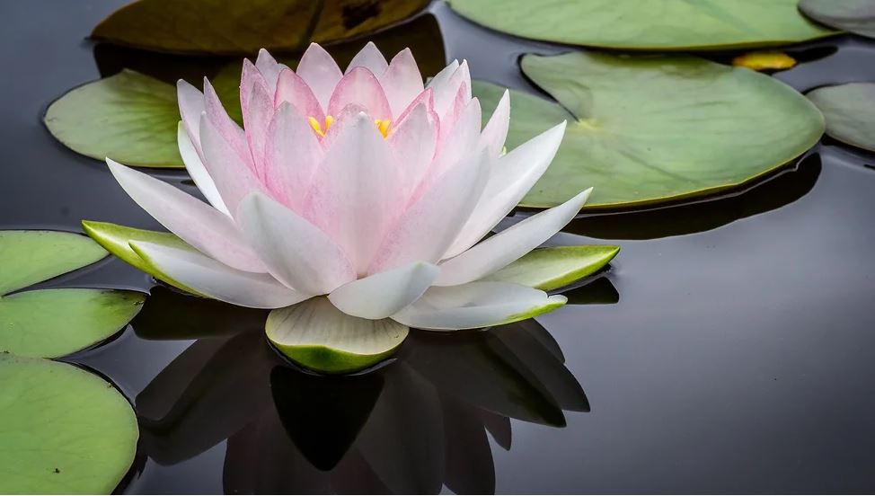 Weekly Update: 15 January 11am Common Threads;  6pm Mindfulness; 7pm Meditation with Richard Bober - mailchi.mp/40ba0344b61d/w…