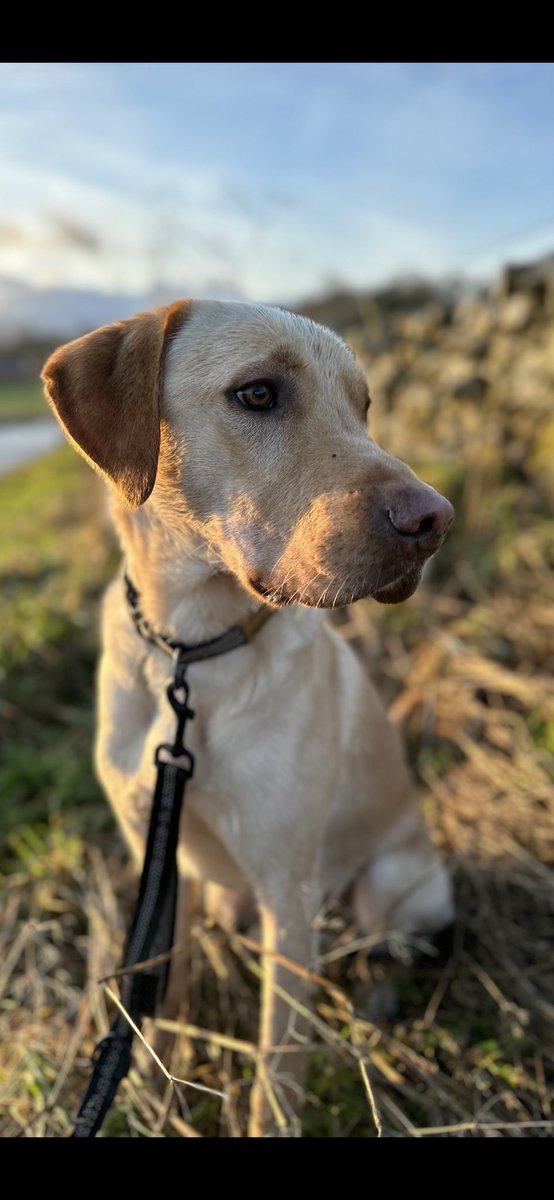 sjohnstonpga's tweet photo. Wilson and I popped in a 9k run this morning. Heβs doing really wellβ¦.heβll be at 1/2 marathon level in no time. #runningpartner #mate #mansbestfriend https://t.co/nesqQEhfWw