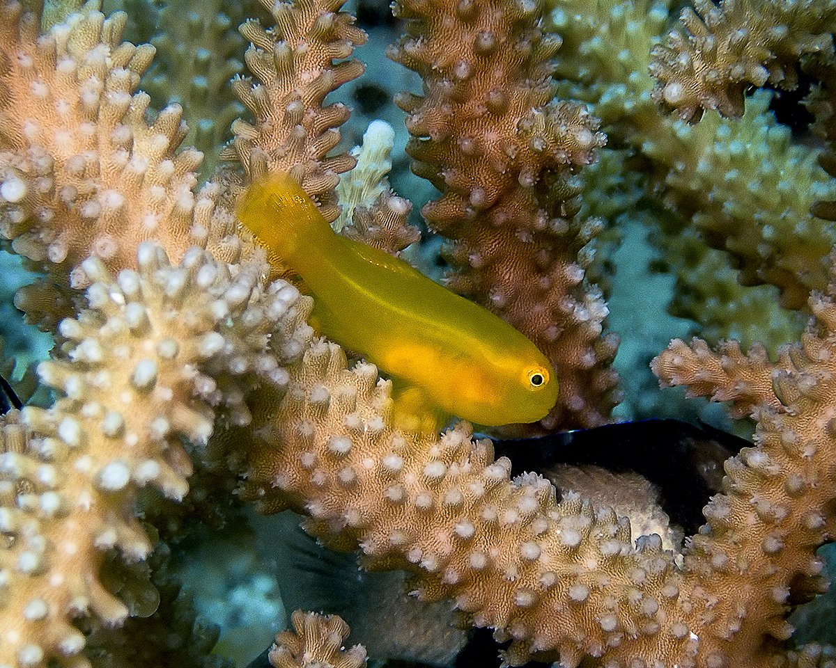 Yellow Clown Goby, Gobiodon okinawae. This species and similar ones are found amongst thick branching acropora. 📷 Olympus TG6 #fintasticbeasts #maldives #underwaterphotography