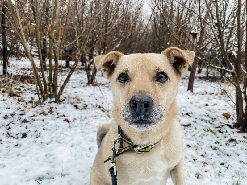AdoptionsUk's tweet photo. Please retweet to help Toby find a home #BASILDON #ESSEX #ENGLAND 

Clever little crossbreed aged 5-7, he's looking for an adult home as the only pet. 
Please see full details.
 
DETAILS or APPLY👇
https://t.co/1SwlaEkI3K……………
#dogs #pets https://t.co/7exxURt1CU