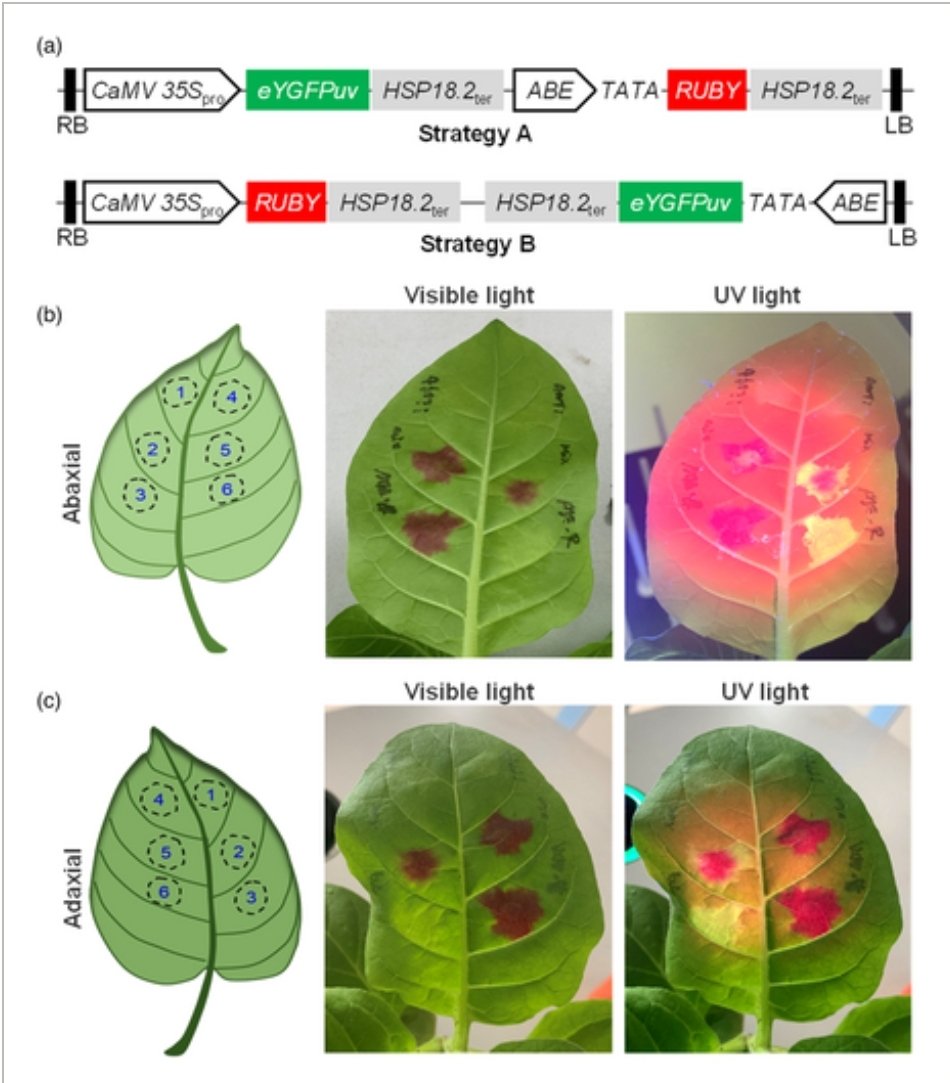 You could place one of the three betalain synthesis components under cis-element regulation, whereas two others will express constitutively.

Now it's reality and not just my thoughts!

Check this study by Zhimin Gao's lab in <a href="/ThePlantJournal/">The Plant Journal</a>
👉doi.org/10.1111/tpj.16…