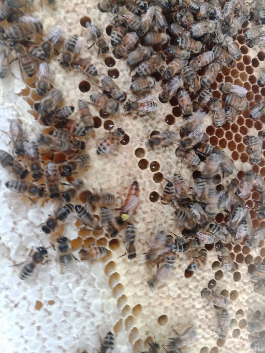 BeesBishops's tweet photo. We still have both National and Langstroth over-wintered nucs available for pre-order. If you would like bees for the spring, don't leave it too late as they are going quickly.
#national #bishopsbees #beesindevon #honeybees #beekeeping #beekeepingforbeginners #britishbeekeepers https://t.co/5SmzF8kbez