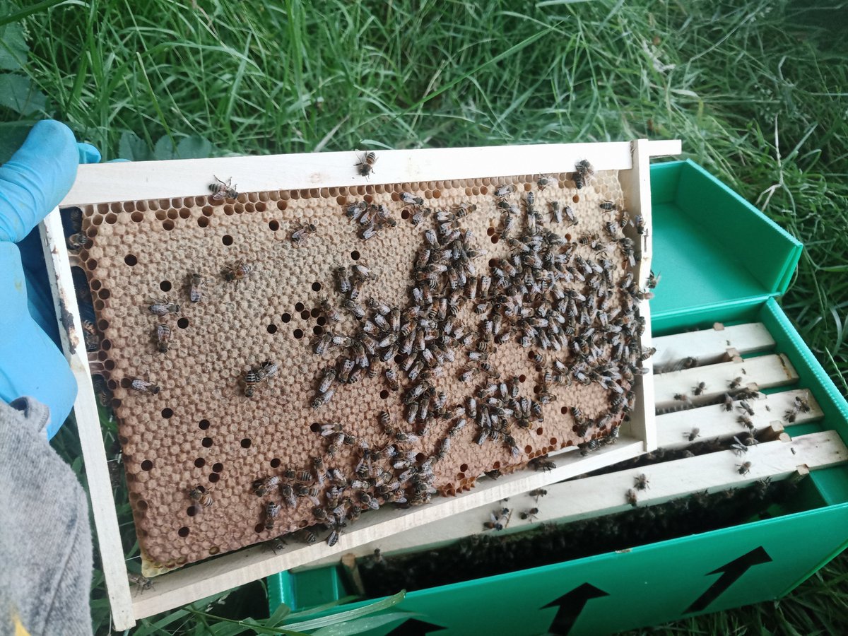BeesBishops's tweet photo. We still have both National and Langstroth over-wintered nucs available for pre-order. If you would like bees for the spring, don't leave it too late as they are going quickly.
#national #bishopsbees #beesindevon #honeybees #beekeeping #beekeepingforbeginners #britishbeekeepers https://t.co/5SmzF8kbez