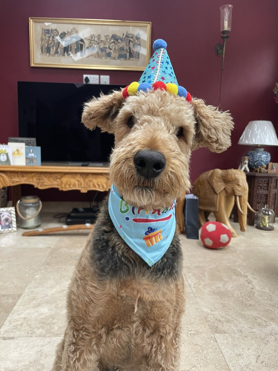 AliceWilko19's tweet photo. @AldiUK This is Wilson…he loves dressing up ❤️ https://t.co/qEkadRYhIc