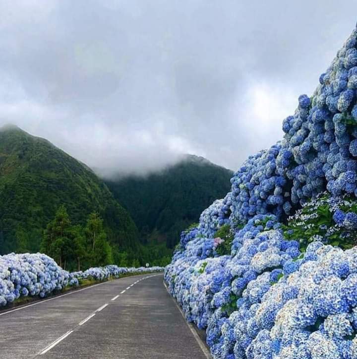 Hydrangea highway! Fun fact: White hydrangeas will always be white, but the pink and blue can be manipulated by the pH levels in the soil! . 📷 @olivierpechou #Nature