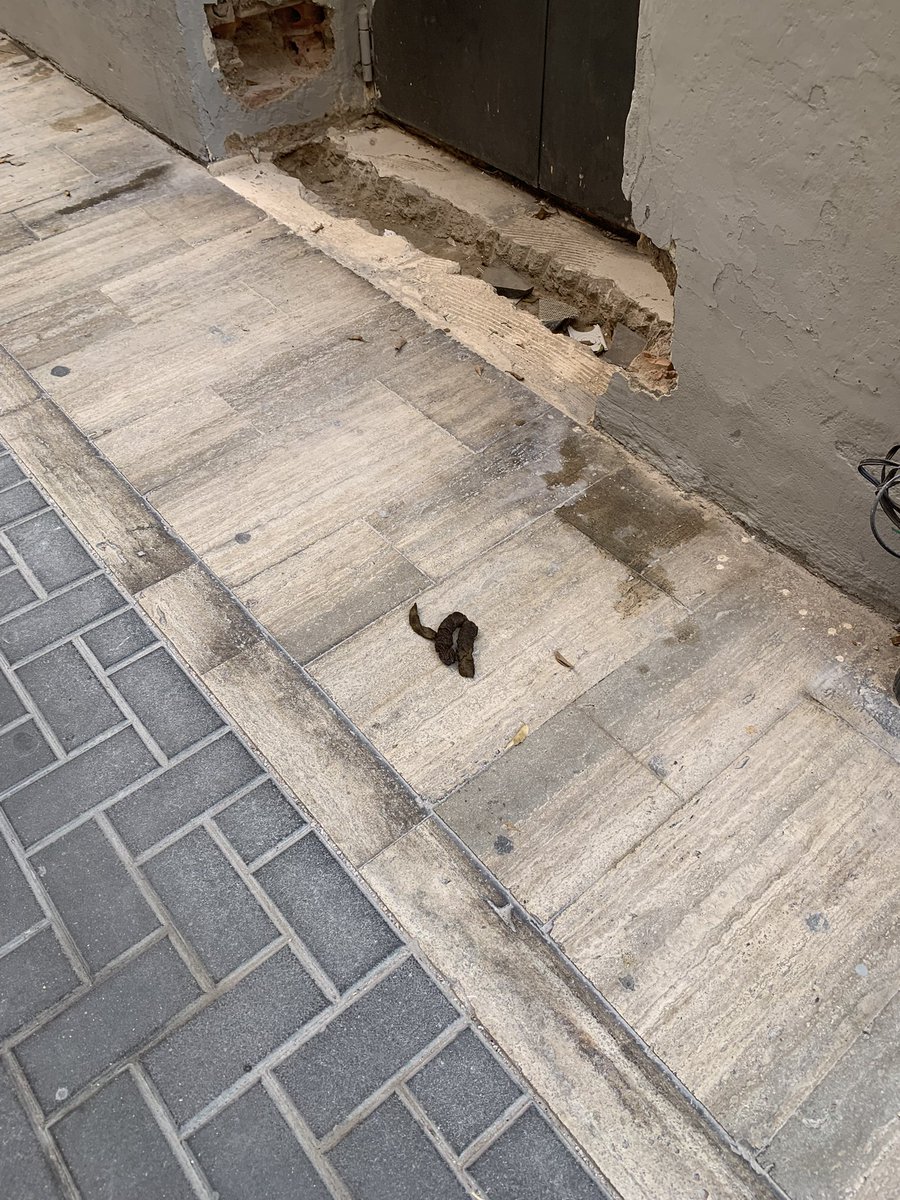 g_gutierrezcano's tweet photo. Hay que ser una maldito cerdo, el @AytoMurcia con su alcalde @SerranoJAntonio consiente y @MurciaPolicia observa cruzados de manos y lápices caídos. 10.30h de la mañana de Domingo. https://t.co/ZKf0obqJU5