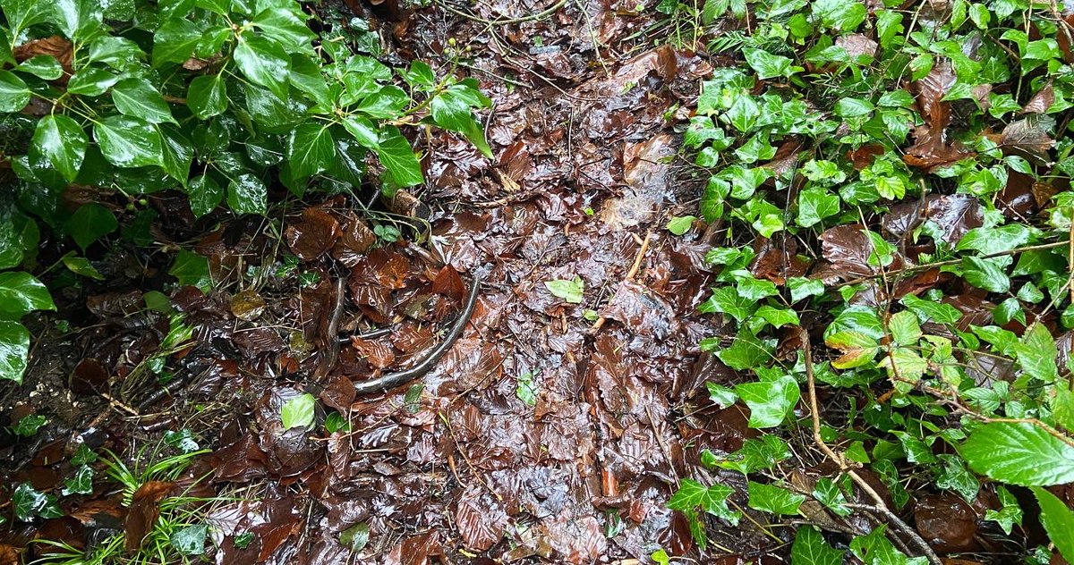 NaturalNav's tweet photo. What’s the first thing you noticed in this picture? Our brain is hard-wired from birth to notice shapes on the ground that could be snakes. #natureconnection #naturalnavigation #bushcraft #wildsigns https://t.co/U4ThAzPjsM