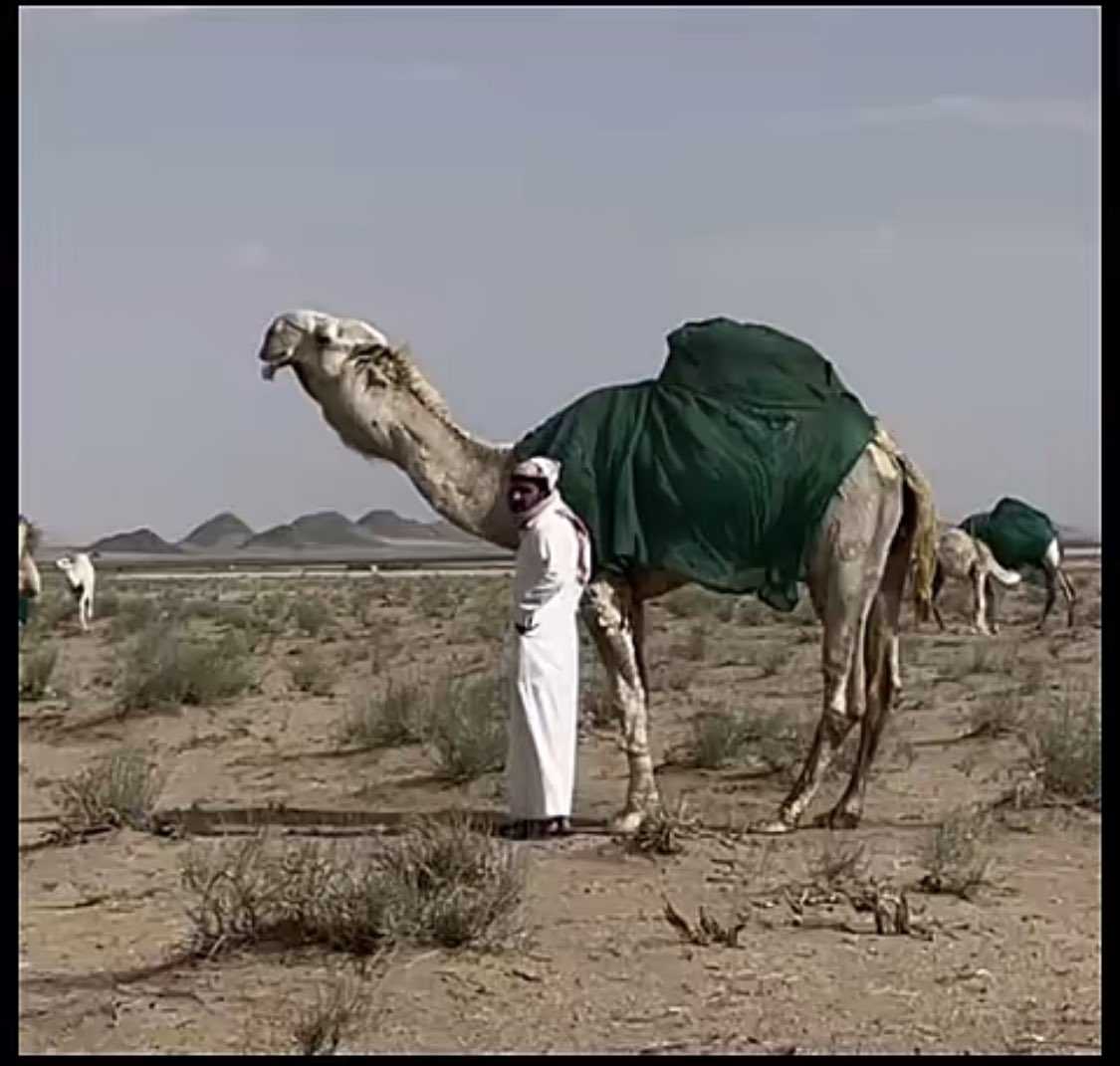 come305's tweet photo. عليان العزيزي 

ماشاء الله تبارك الله https://t.co/4l84pwu8sN