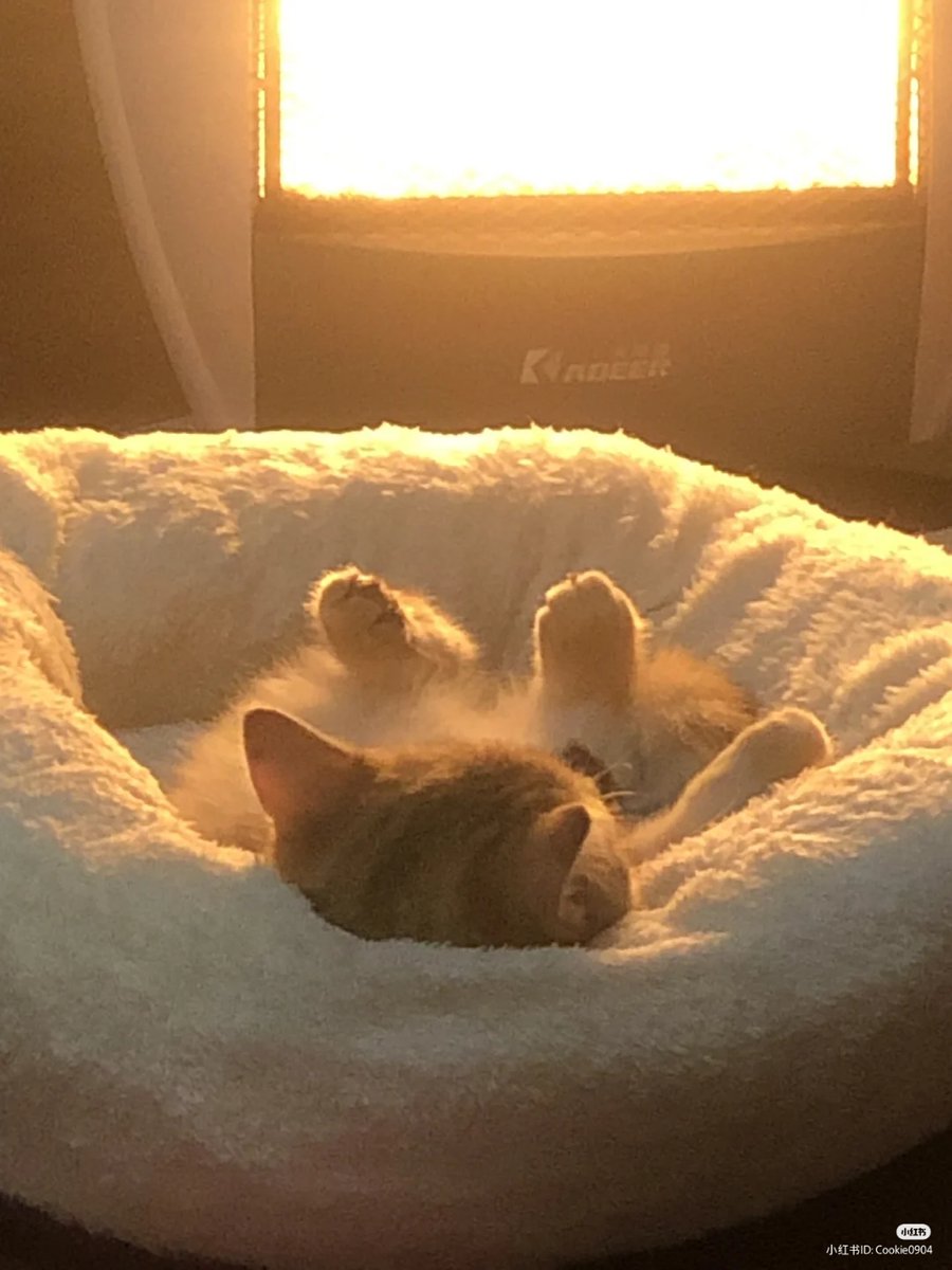 lovesickdoe's tweet photo. kitty taking a sun bath https://t.co/3bMg7La3I6