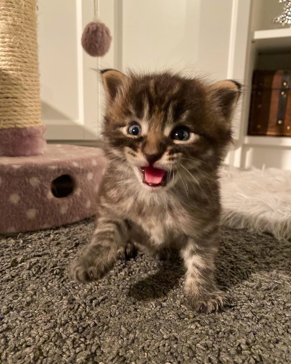 funnycatsreact1's tweet photo. Lovely Kitty🤣😍❤❤🤣😍🥰
From: IG:@garythemaine
Follow:@funnycatsreaction
#cats #glückskatze #luckycat https://t.co/kKlxINeKCs
