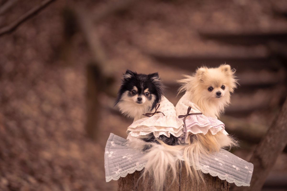 上品な犬服❤Anela ໒꒱. ﾟ (@DogGoods_anela) / Posts / X