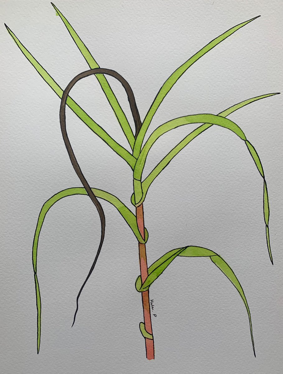 Ink painting/drawing of sugarcane whip smut, caused by the fungus  Sporisorium scitamineum (synonym Ustilago scitaminea). N.B. You can find  all of my prior paintings here: https://t.co/1mMXZQON4y, image size:909x1200