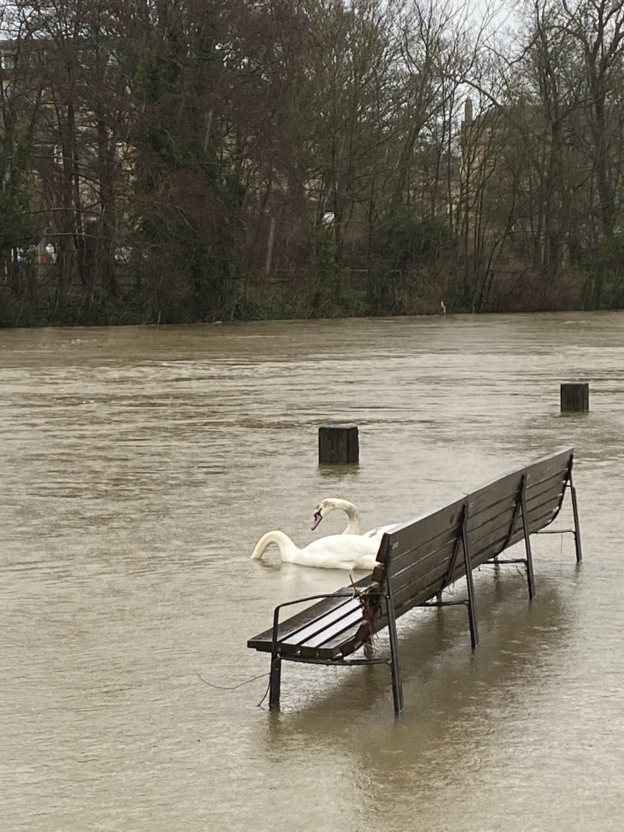 VanessaLangers's tweet photo. Eeek! What no path? Swans not sure where river ends & towpath starts? #Wetrun #Bath #flooding π¦’π¦’π https://t.co/4zXA6HjP1O