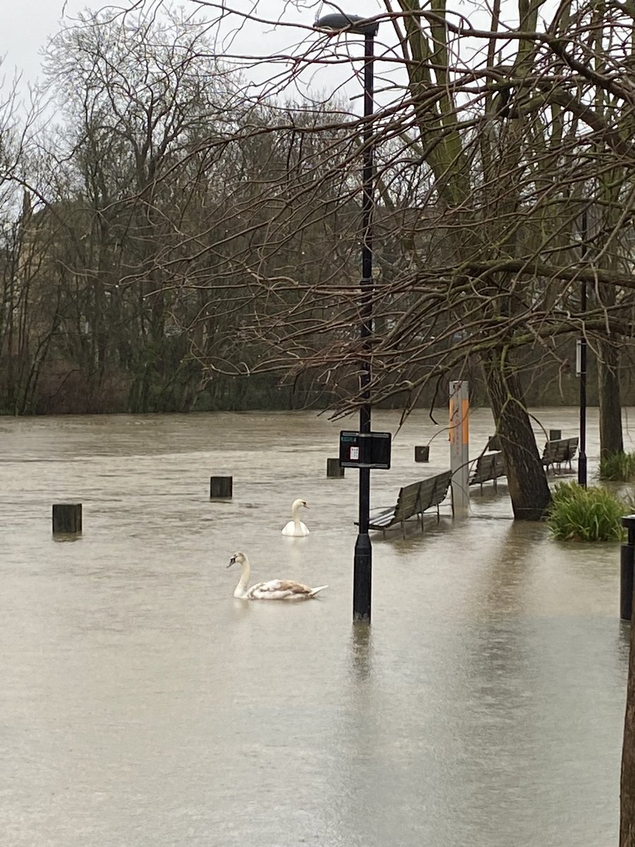 VanessaLangers's tweet photo. Eeek! What no path? Swans not sure where river ends & towpath starts? #Wetrun #Bath #flooding π¦’π¦’π https://t.co/4zXA6HjP1O