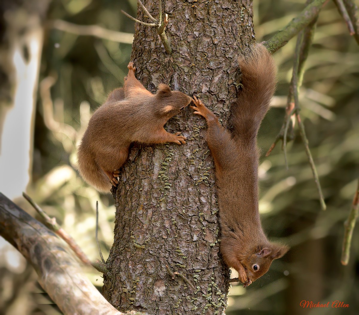 Havin' the craic! Photo Michael Allen.
#redsquirrels #nature #biodiversity #wildlifephotography