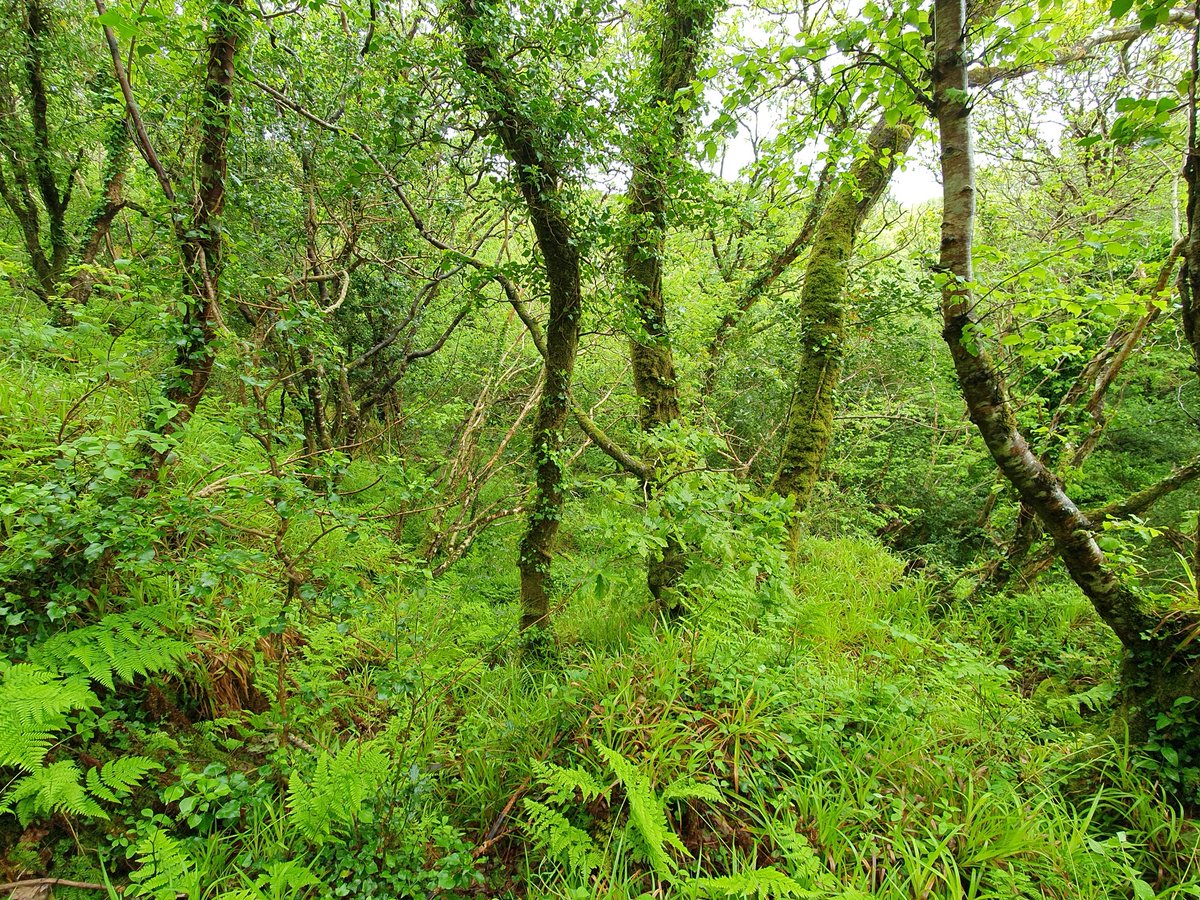 IrishRainforest's tweet photo. The Irish public are very clear that we want more forests, but of the REAL, natural, kind, not deadzone monocultures. It's also essential for nature and the climate.

But the government, @coilltenews, and investors are all determined to force more sitka on us. Why?

$$$$$$$$$$$$$ https://t.co/1lpBAGe603