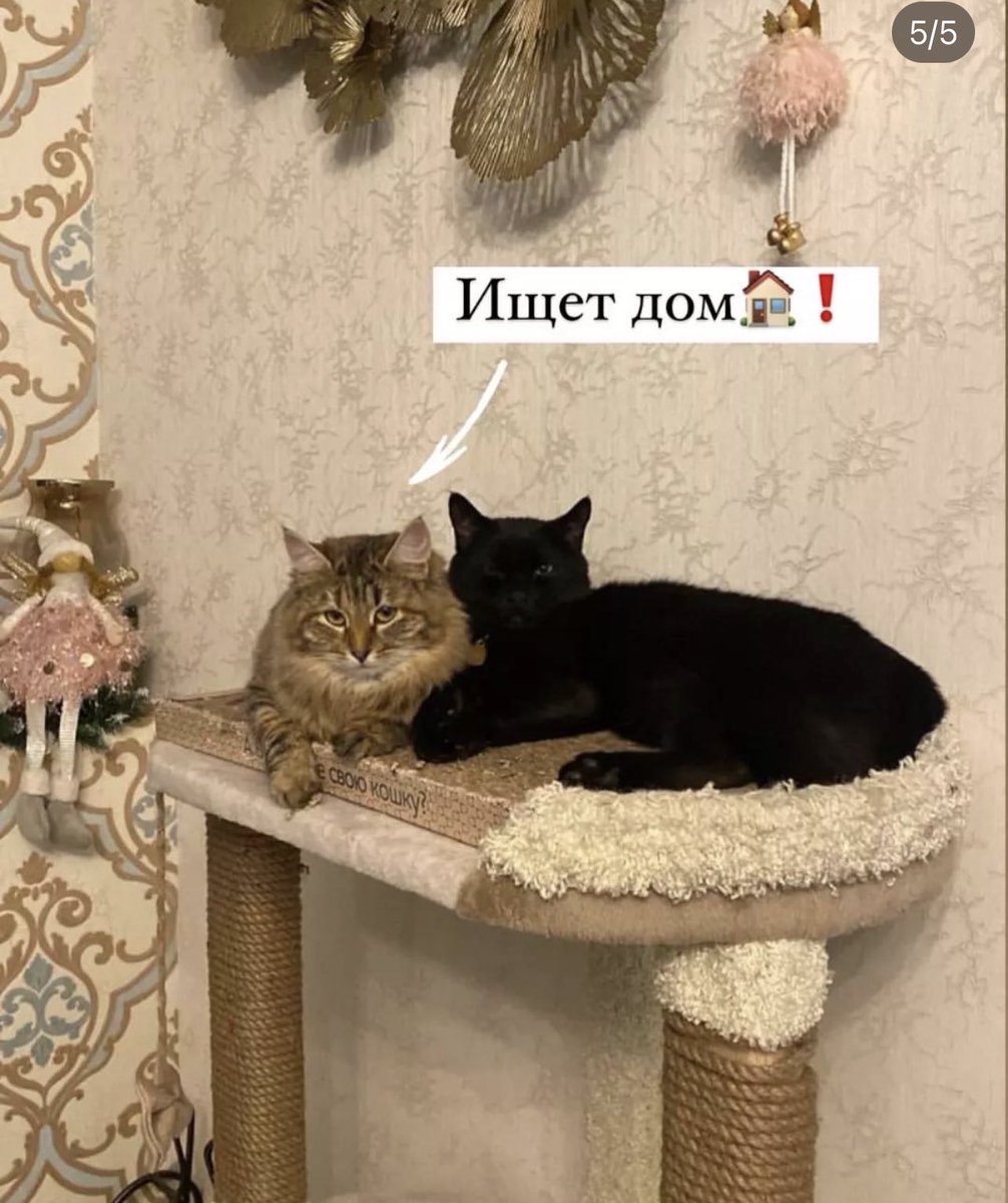 teacherrka's tweet photo. МОСКВА! СИТУАЦИЯ 🆘! ЗАМЕРЗАЮТ КОТИКИ! ПОМОГИТЕ! Кошечка которая ищет дом — здорова! Остальные замерзают на улице, РЫЖИЙ УМЕР, ОН ПРОСТО ЗАМЕРЗ, УМОЛЯЮ ДАВАЙТЕ СПАСЕМ 😭 ИЩЕМ ДОБРЫЕ РУКИ, ПЕРЕДЕРЖКИ, ФИН. ПОМОЩЬ! 

89260612090 — Карина https://t.co/1zB9NpBTiW