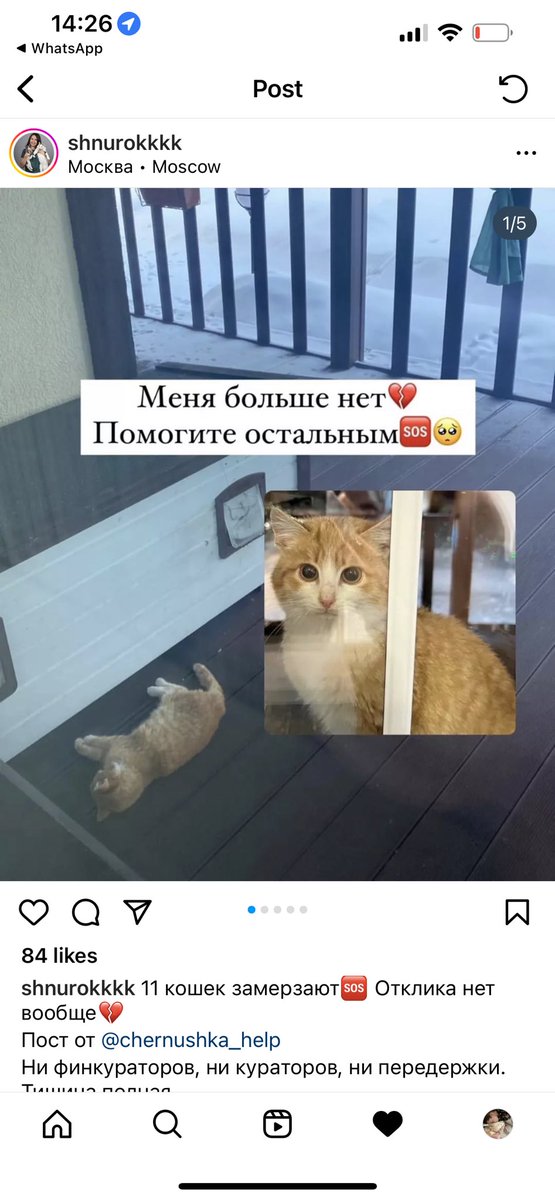 teacherrka's tweet photo. МОСКВА! СИТУАЦИЯ 🆘! ЗАМЕРЗАЮТ КОТИКИ! ПОМОГИТЕ! Кошечка которая ищет дом — здорова! Остальные замерзают на улице, РЫЖИЙ УМЕР, ОН ПРОСТО ЗАМЕРЗ, УМОЛЯЮ ДАВАЙТЕ СПАСЕМ 😭 ИЩЕМ ДОБРЫЕ РУКИ, ПЕРЕДЕРЖКИ, ФИН. ПОМОЩЬ! 

89260612090 — Карина https://t.co/1zB9NpBTiW