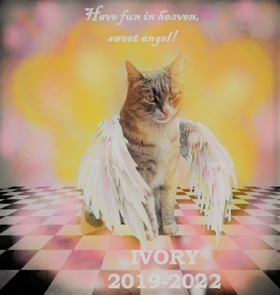 Kallis1978's tweet photo. 4 months ago aou precious cat Ivory went to the kitty heaven. Miss you, buddy! 🥹🐈‍⬛🌈 https://t.co/KPYWtYrZo5