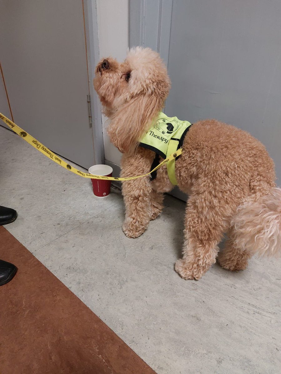 Michele Tait ๐ท๐ (@micheletait1) on Twitter photo Meet staff member Teddy our very hard working therapy dog on duty today in SVUH bringing smiles to so many patients faces <a href="/svuh/">St Vincent's University Hospital (SVUH)</a> <a href="/NursingSvuh/">SVUH Nursing Directorates</a> <a href="/edsvuh/">SVUH ED</a> <a href="/HSCPsSVUH/">Health and Social Care Professions SVUH</a> <a href="/OlderPersonsSV1/">@OlderPersonsSVUH</a> @IEHospitalGroup Meet staff member Teddy our very hard working therapy dog on duty today in SVUH bringing smiles to so many patients faces <a href="/svuh/">St Vincent's University Hospital (SVUH)</a> <a href="/NursingSvuh/">SVUH Nursing Directorates</a> <a href="/edsvuh/">SVUH ED</a> <a href="/HSCPsSVUH/">Health and Social Care Professions SVUH</a> <a href="/OlderPersonsSV1/">@OlderPersonsSVUH</a> @IEHospitalGroup