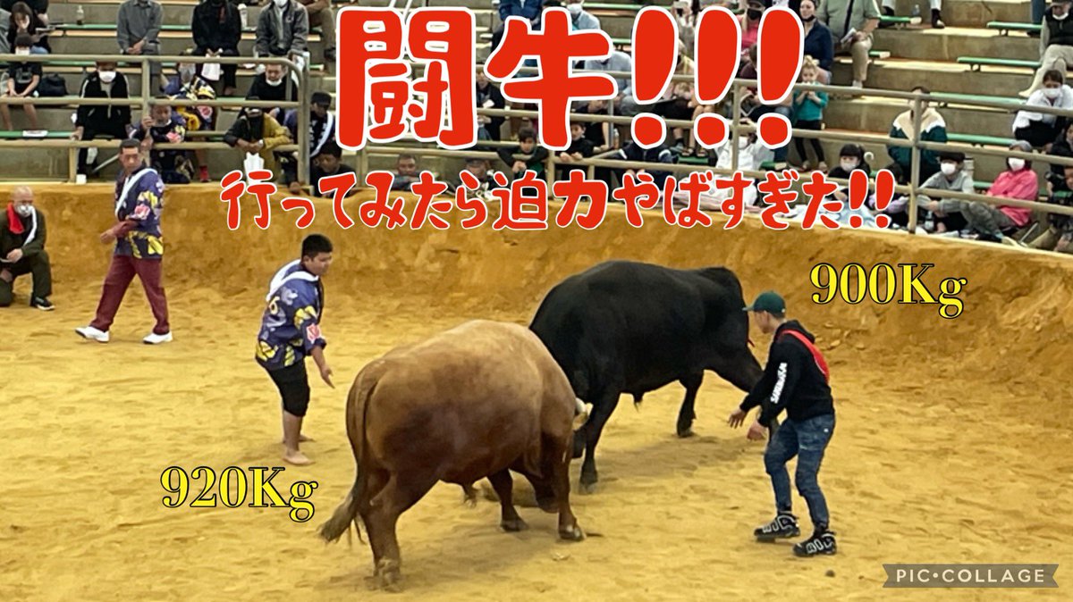 NSfntz's tweet photo. 闘牛！！！（行ってみたら迫力やばすぎた‼︎）https://t.co/lyBOmNSxZs @YouTube https://t.co/T4CdoejLgQ