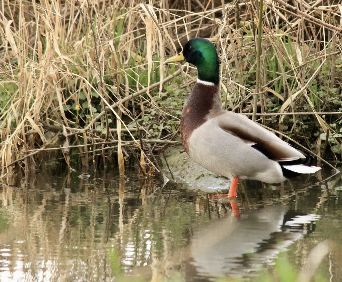 wgcsphotography's tweet photo. Mallard at Pishiobury Park #pishioburypark #hertfordshire #NaturePhotography #nature #dslr #photooftheday #photograghy #EOS #eos2000d https://t.co/hqIW2YNoDf