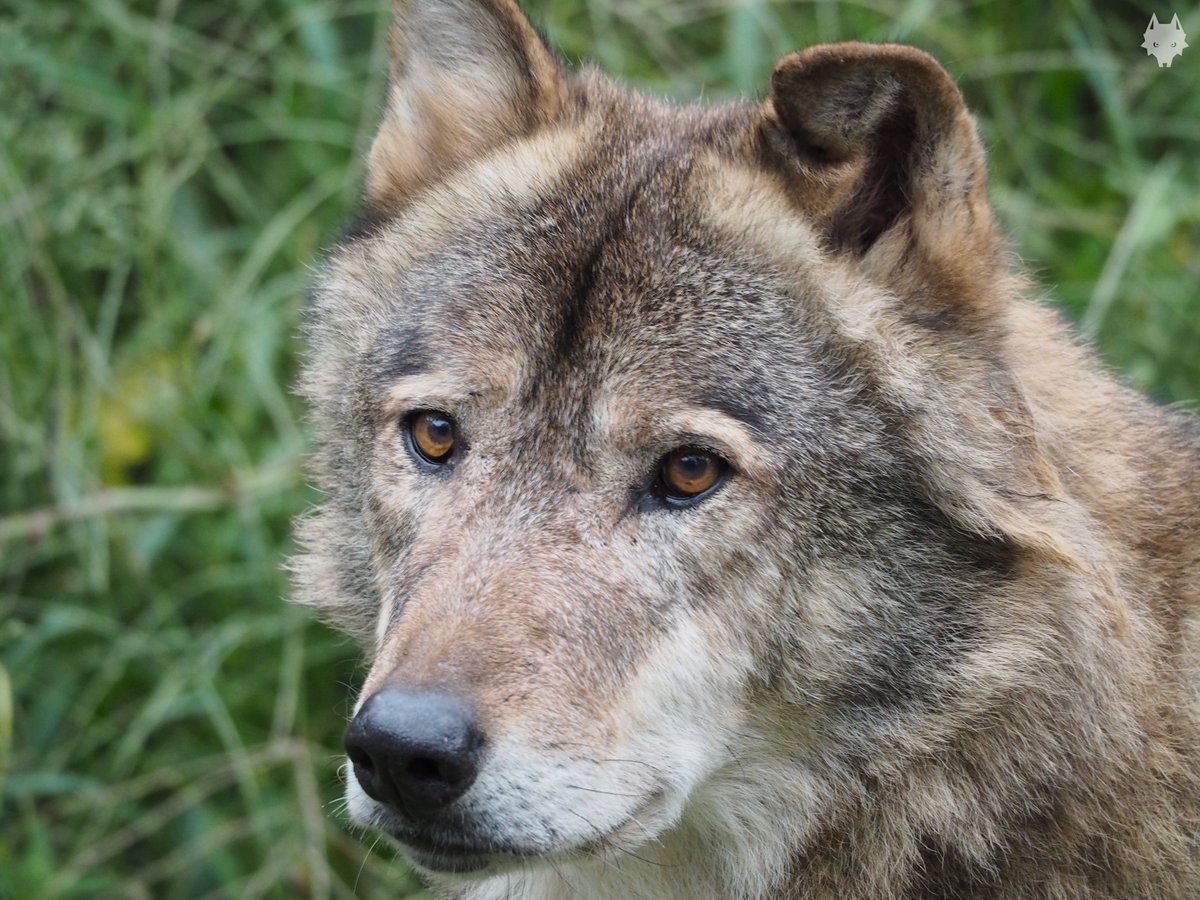 アルバス tweet media