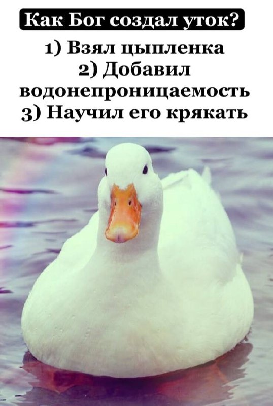 Илюха еврейская лягуха 🪿🦄 (@ilya_the_frog) on Twitter photo 