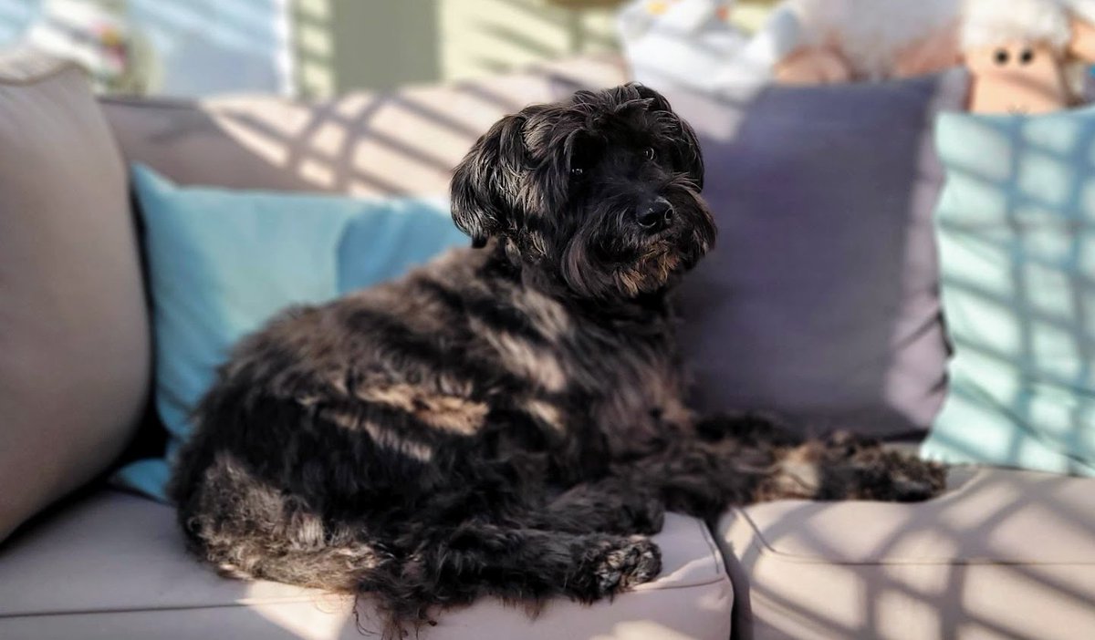 ThatSwanseastonesDog tweet media