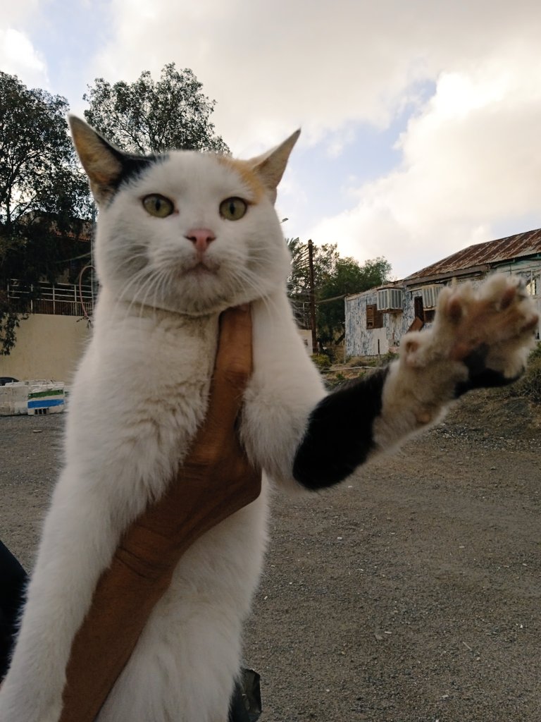 KochengFess v2 tweet media