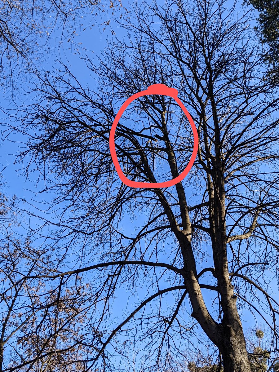 Ketvit's tweet photo. @prijavi_problem u decjem parku u okviru Hajd parka se odvalila grana sa velike visine i pala (sva sreca) ispred moje glave i udarila u telefon u ruci. Dete mi je bilo na metar odatle. Imali smo sreće. Ko održava drveće u Hajd parku? Hitno sanirajte ovo i proverite ostalo. Slike: https://t.co/RTP7cztJZd