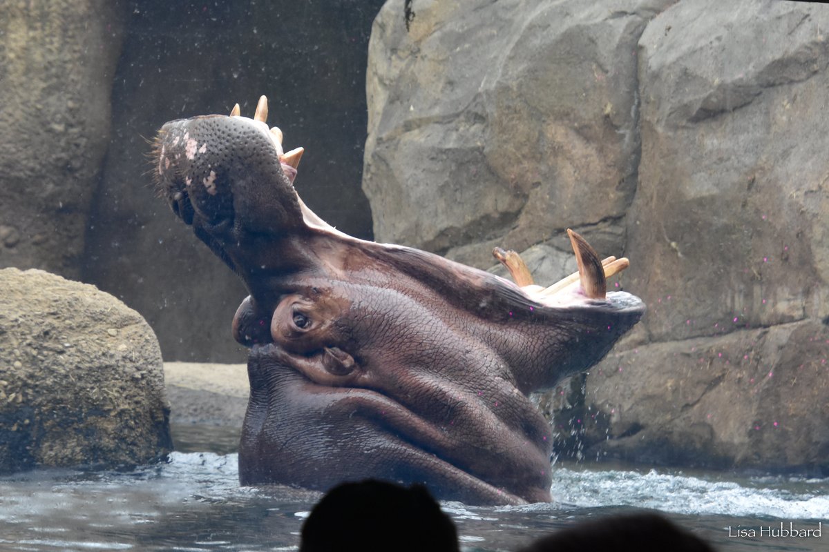 CincinnatiZoo's tweet photo. Hippos can open their mouths a massive 150 degrees! Fritz and Fiona aren't quite there yet! 🙀 https://t.co/3AtNg2ot55