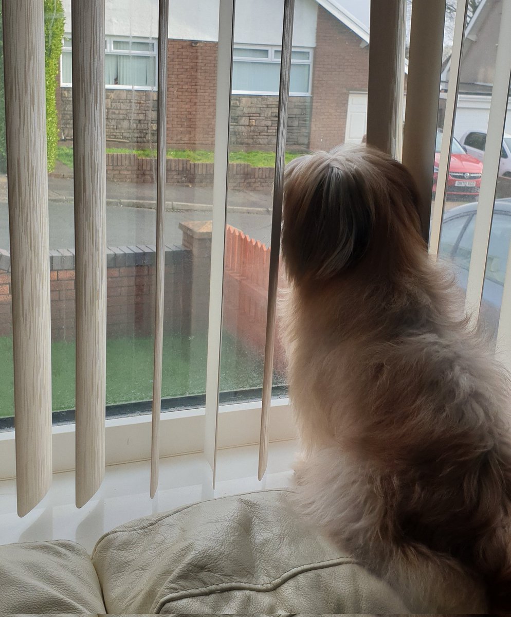 GreenKirton's tweet photo. As the dog spends half the day dozing while out the window, I have just noticed my neighbours have put a toy dog in their window too๐ถ
I don't know whether to be embarrassed or honoured.
#Dog #DogsOnTwitter #DoggyInTheWindow https://t.co/SmzG2iZkPW
