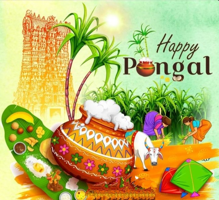 msgoudu's tweet image. Happy pongal