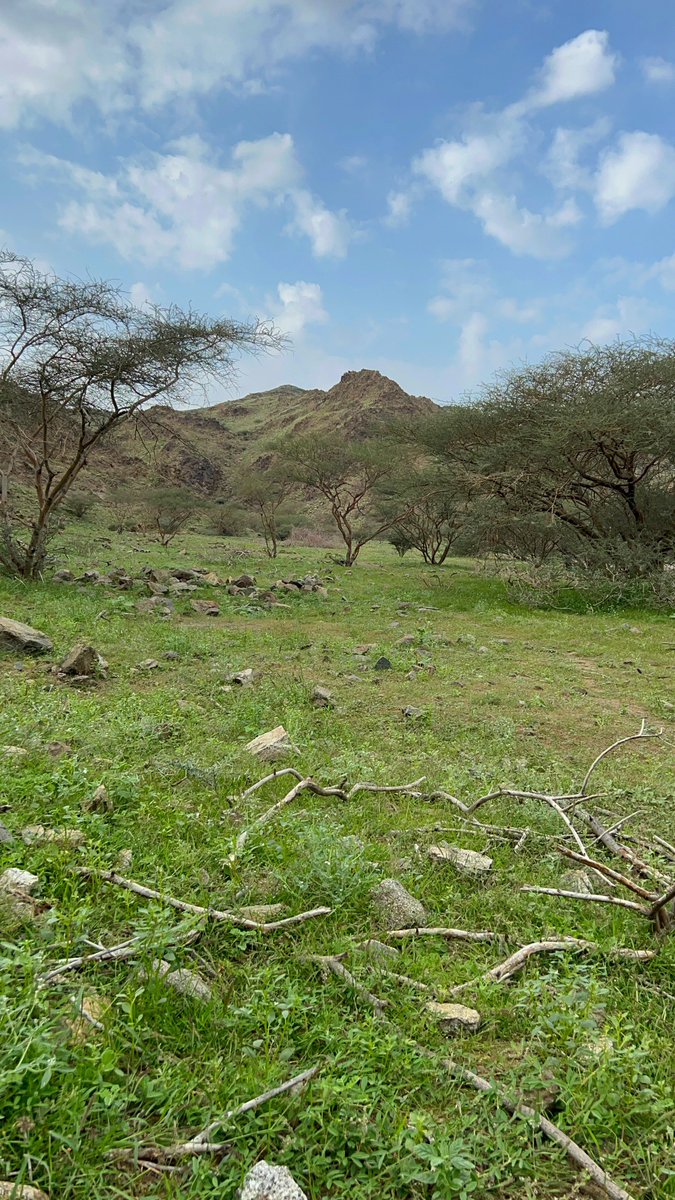 ربيع هدى الشام شمال مكه  يوم الاحد 1444/06/22 
#مكه #ربيع #اكسبلور