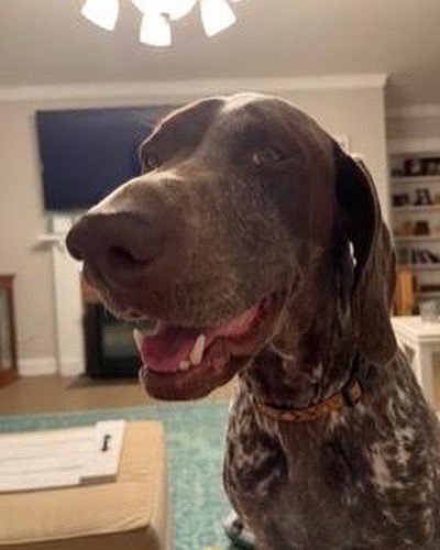 Southeast GSP Rescue tweet media