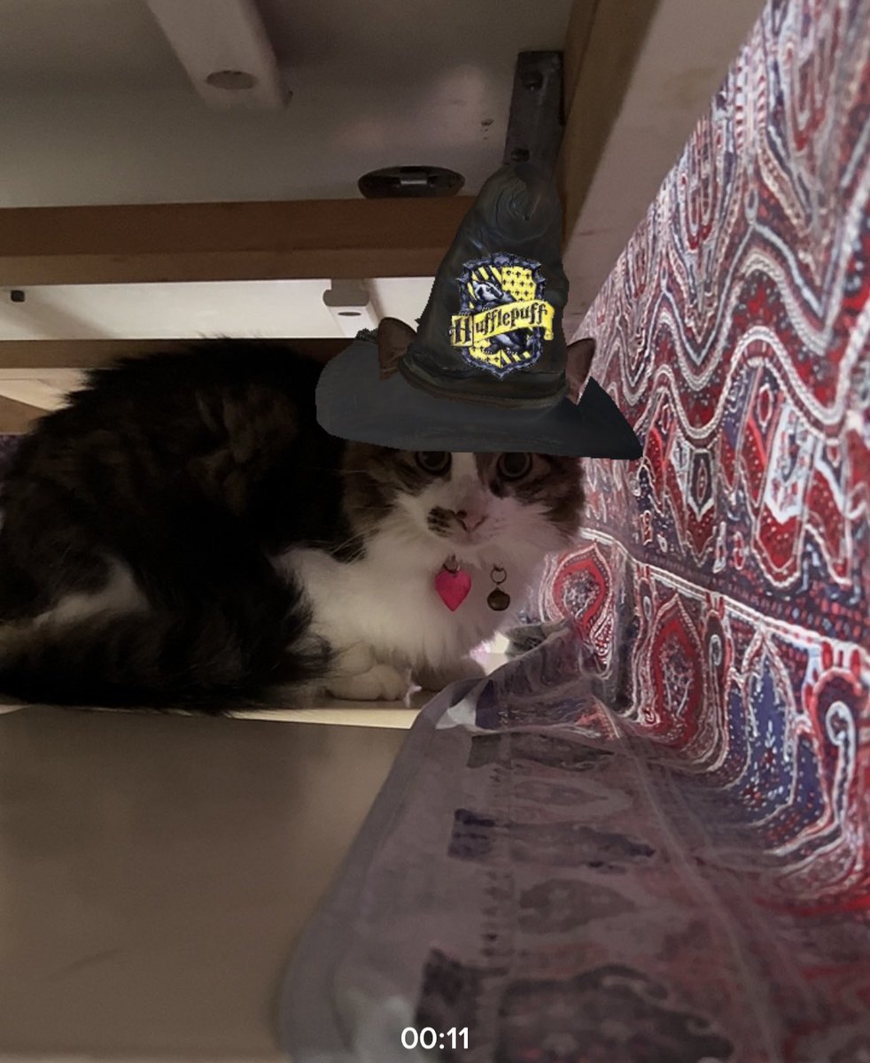 dralauritao's tweet image. Obvio que bajé Tik Tok para hacer esto 🤣😂 #SortingHat #Cats #Mija #Lila #Isolda #Ravenclaw #Hufflepuff #Slytherin #Hogwarts