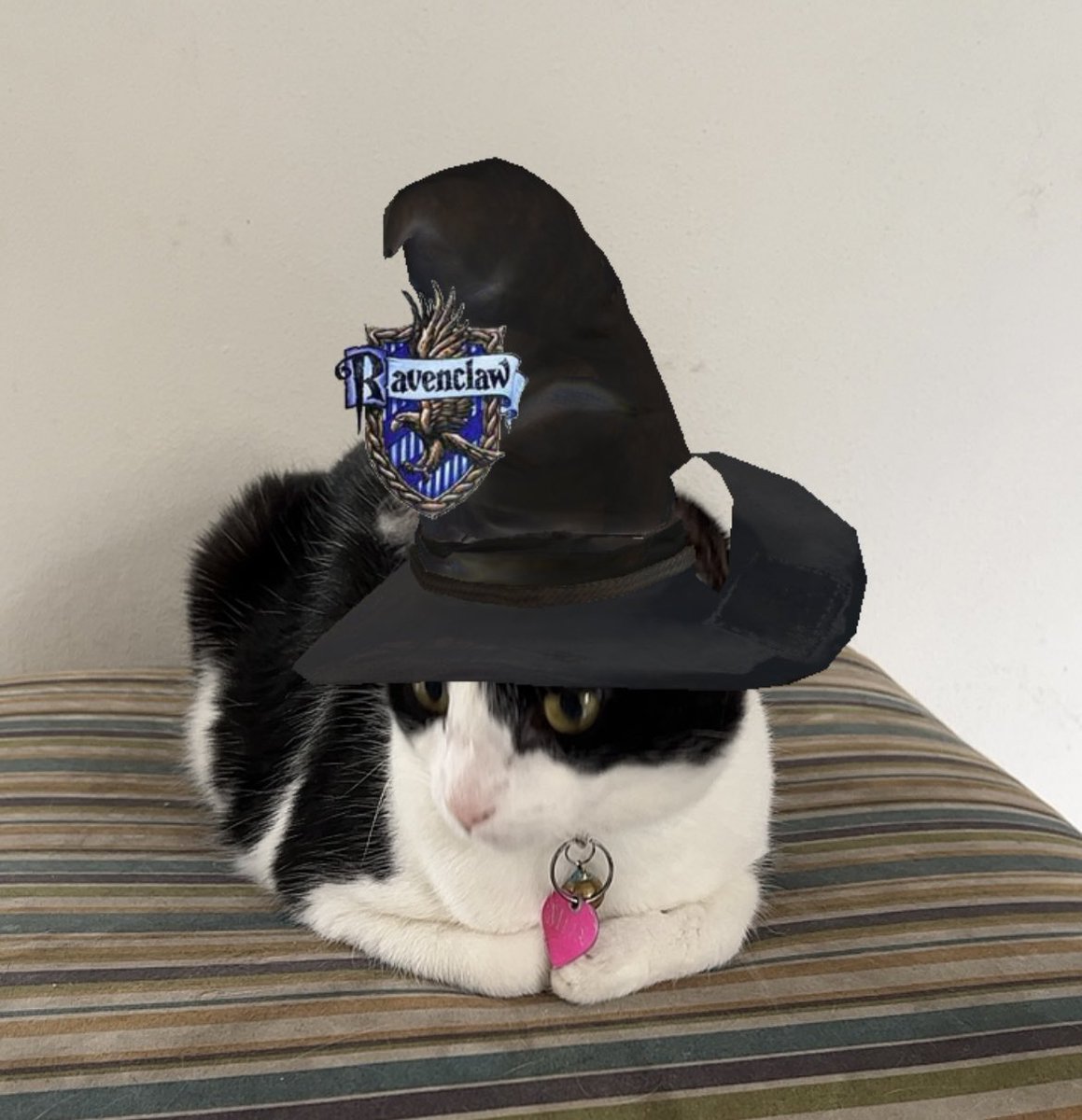 dralauritao's tweet image. Obvio que bajé Tik Tok para hacer esto 🤣😂 #SortingHat #Cats #Mija #Lila #Isolda #Ravenclaw #Hufflepuff #Slytherin #Hogwarts