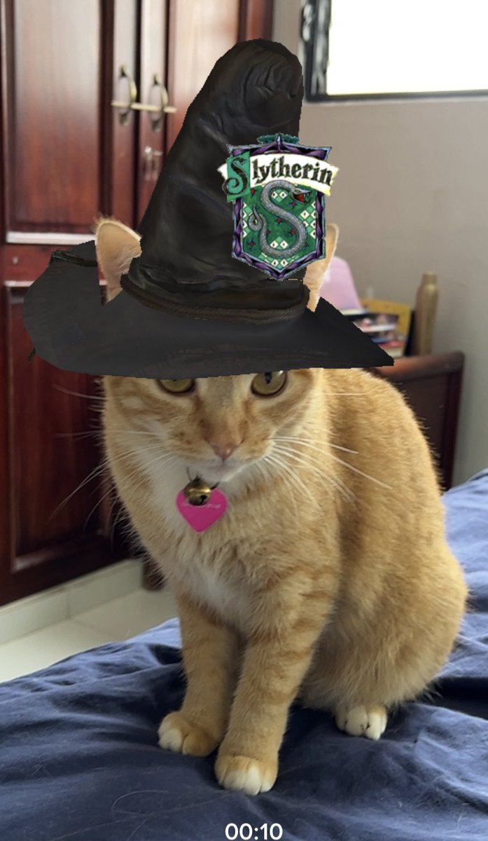 dralauritao's tweet image. Obvio que bajé Tik Tok para hacer esto 🤣😂 #SortingHat #Cats #Mija #Lila #Isolda #Ravenclaw #Hufflepuff #Slytherin #Hogwarts