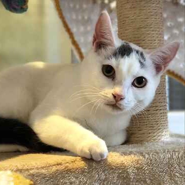 AdoptionsUk's tweet photo. Please retweet to help Bert and Ernie find a home together #KENT #UK 

BONDED PAIR aged 1, they can live with children and other cats. Please contact the shelter directly for more information. 

DETAILS or APPLY👇
https://t.co/NFCW7CFoUD
☎️ 01797366620
#cats #pets #AdoptDontShop https://t.co/V4SWUrkttb